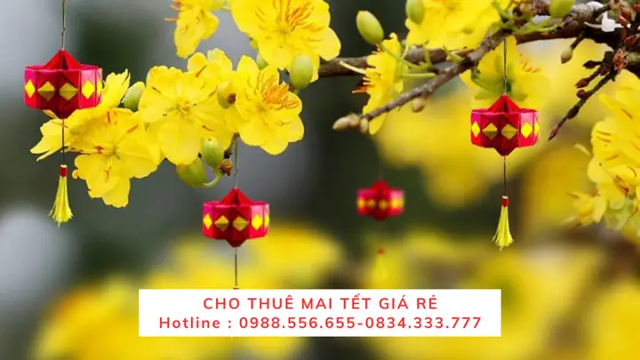 Bảng Giá Thuê Mai Vàng