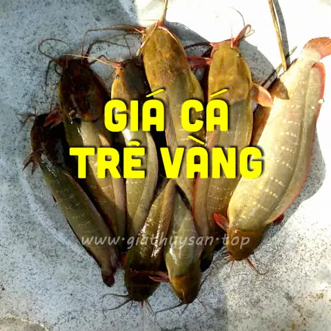 Báo Giá Tre Vàng Báo Giá Tre Vàng