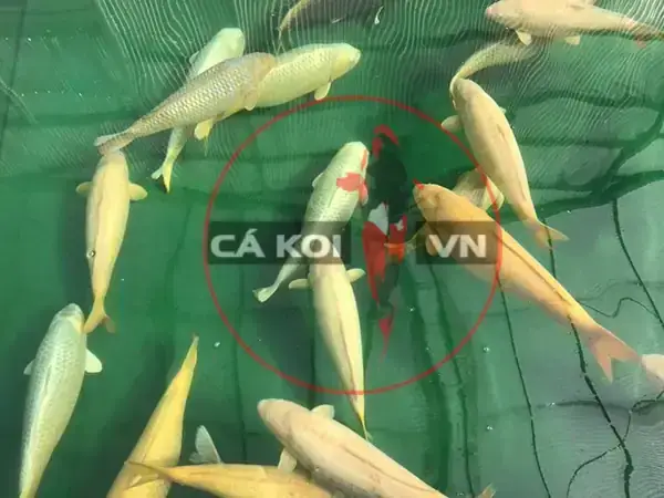 Cá Koi Vàng Giá Cá Koi Vàng Giá