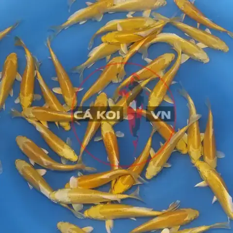 Cá Koi Vàng Giá Cá Koi Vàng Giá