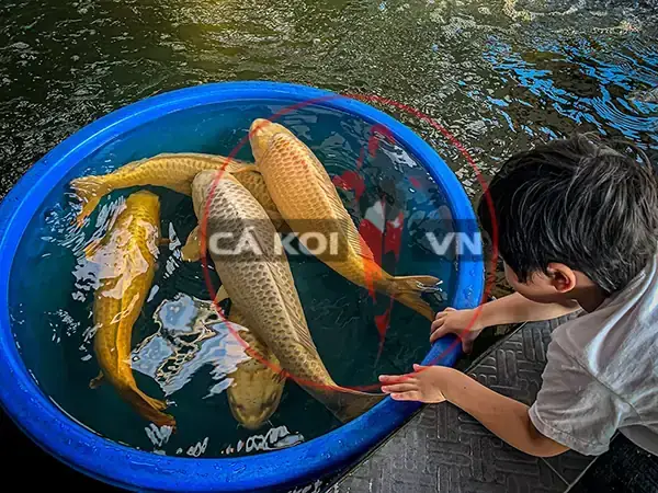 Cá Koi Vàng Giá Cá Koi Vàng Giá