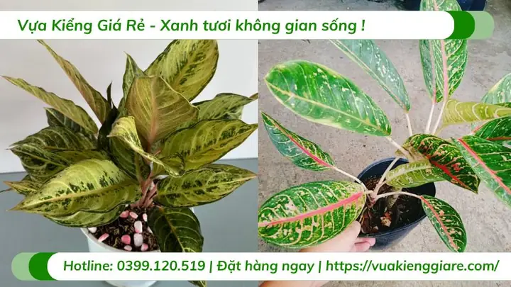Cây Cung Điện Vàng Giá