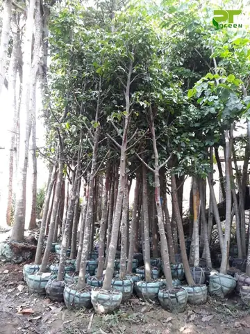 Cây Sao Vàng Giá Cây Sao Vàng Giá