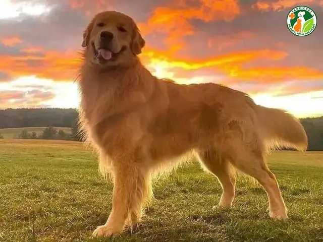 Chó Golden Vàng Giá