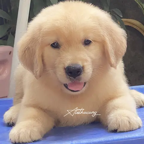 Chó Golden Vàng Giá