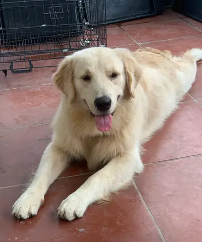 Chó Golden Vàng Giá