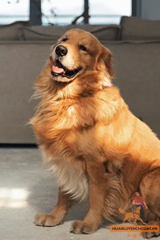 Chó Golden Vàng Giá