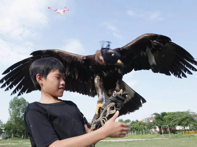 Đại Bàng Vàng Giá Bao Nhiêu Đại Bàng Vàng Giá Bao Nhiêu