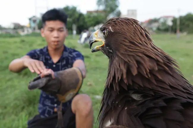 Đại Bàng Vàng Giá Bao Nhiêu