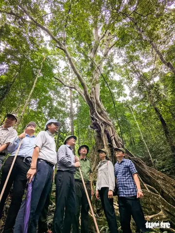 Đánh Giá Rừng Vàng