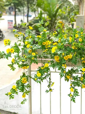 Giá 1 Quỳ Vàng Giá 1 Quỳ Vàng