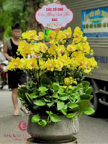 Giá 16 Cây Vàng