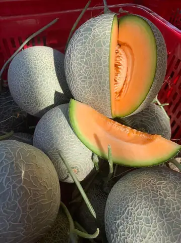 Giá Bán Dưa Vàng Giá Bán Dưa Vàng