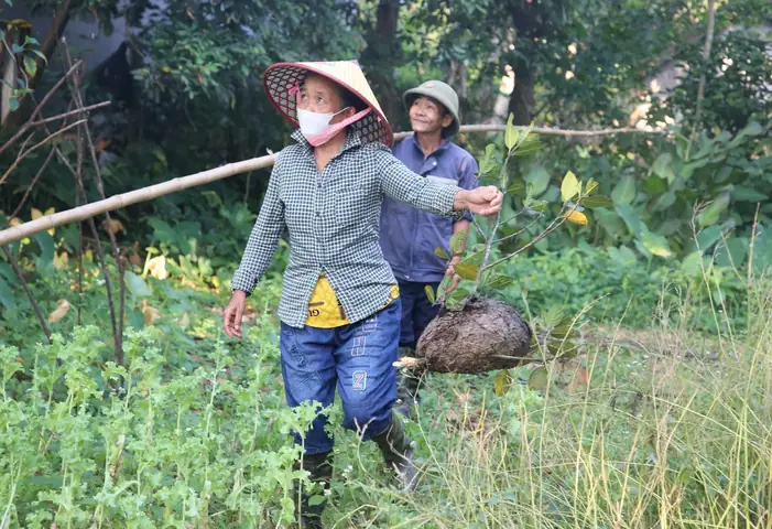 Giá Bán Trứng Kiến Vàng Giá Bán Trứng Kiến Vàng