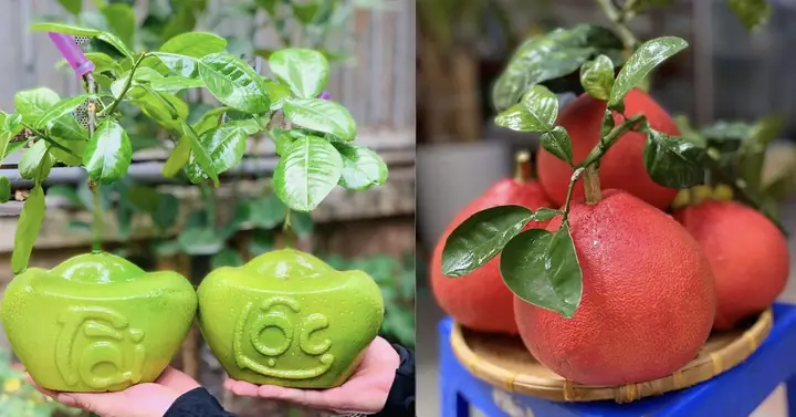 Giá Bưởi Thỏi Vàng