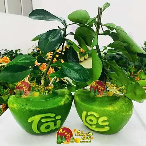 Giá Bưởi Thỏi Vàng