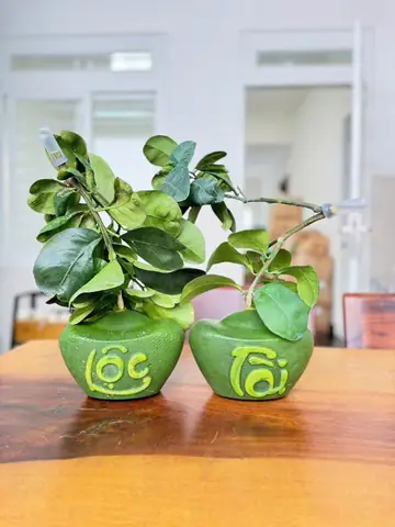 Giá Bưởi Thỏi Vàng