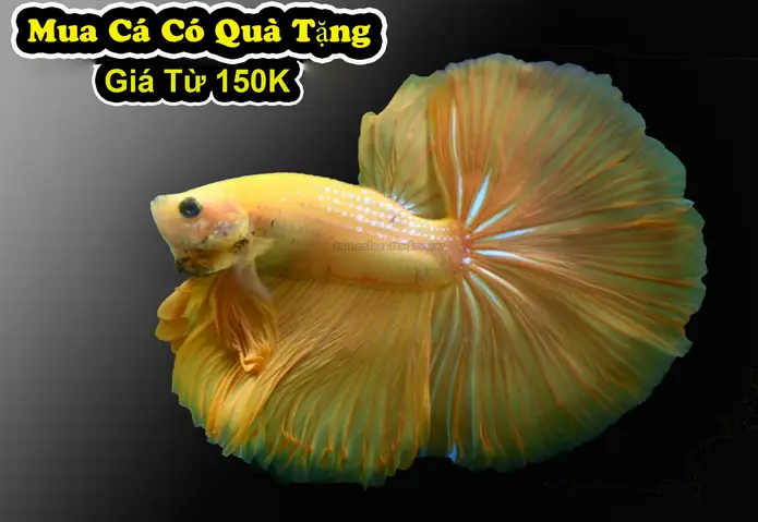 Giá Cá Betta Vàng Giá Cá Betta Vàng