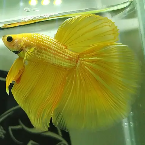 Giá Cá Betta Vàng Giá Cá Betta Vàng