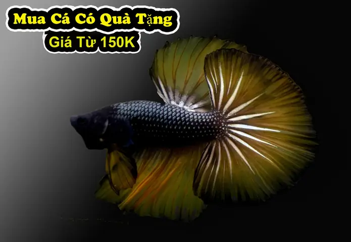 Giá Cá Betta Vàng Giá Cá Betta Vàng