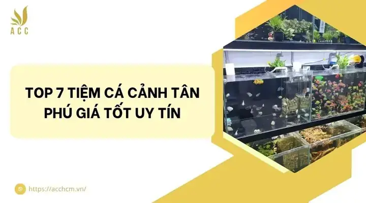 Giá Cá Dĩa Vàng Giá Cá Dĩa Vàng