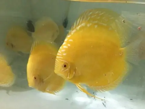 Giá Cá Dĩa Vàng Giá Cá Dĩa Vàng