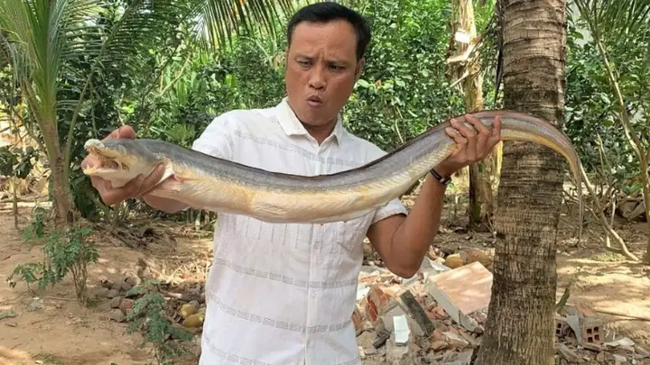 Giá Cá Dưa Vàng