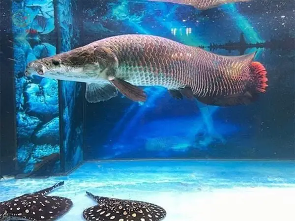 Giá Cá Hải Tượng Vàng