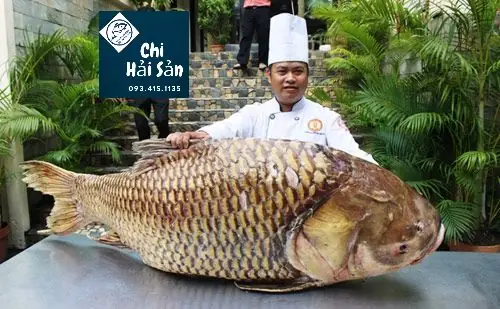 Giá Cá Hô Vàng
