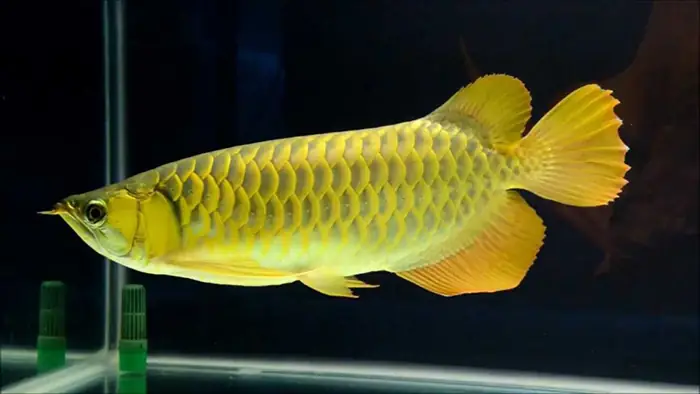 Giá Cá Rồng Vàng Giá Cá Rồng Vàng