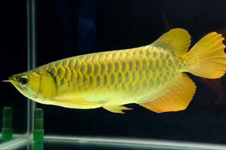 Giá Cá Rồng Vàng