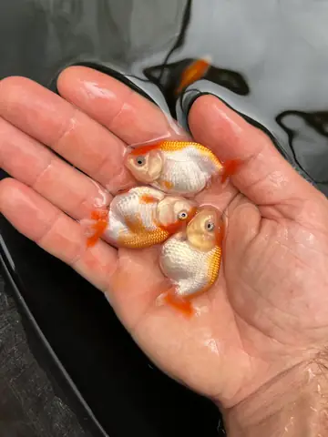Giá Cá Vàng Mini Giá Cá Vàng Mini