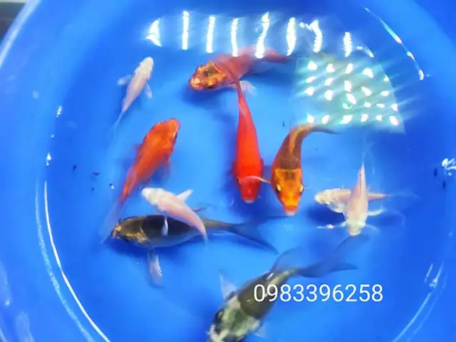 Giá Cá Vàng Mini