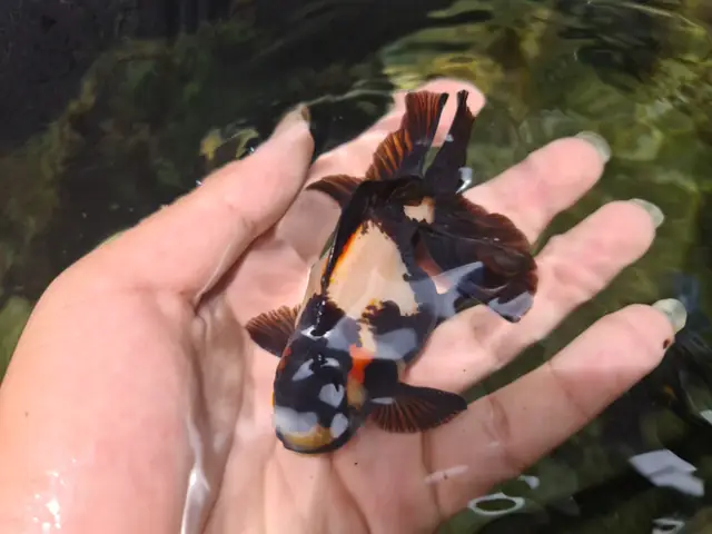 Giá Cá Vàng Oranda Giá Cá Vàng Oranda