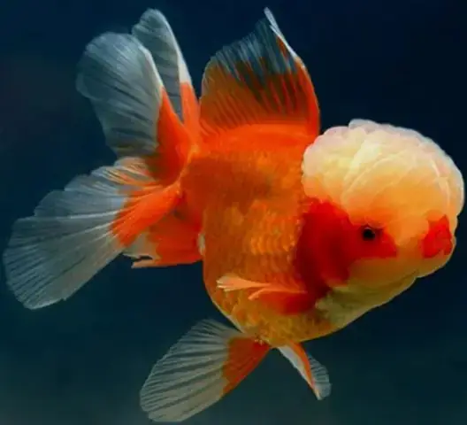 Giá Cá Vàng Oranda Giá Cá Vàng Oranda