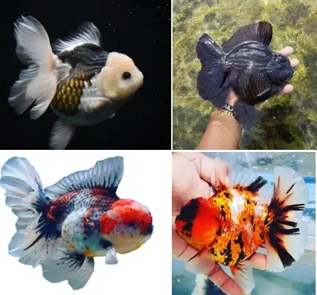 Giá Cá Vàng Oranda