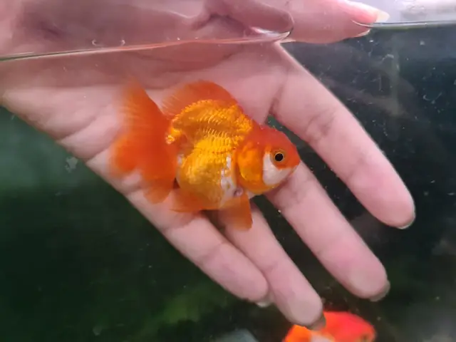 Giá Cá Vàng Oranda Giá Cá Vàng Oranda