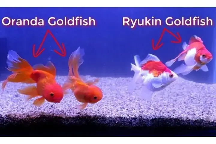 Giá Cá Vàng Oranda Giá Cá Vàng Oranda