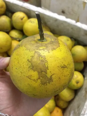 Giá Cam Lòng Vàng Hòa Bình Giá Cam Lòng Vàng Hòa Bình