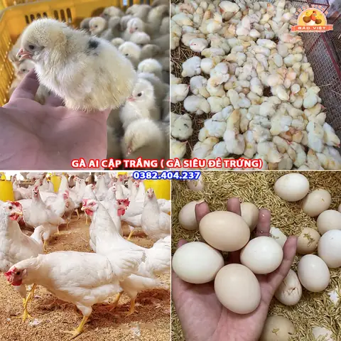 Giá Cam Vàng Ai Cập