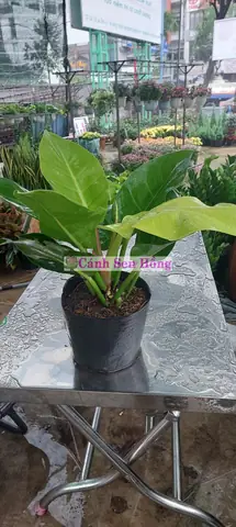 Giá Cây Đế Vương Vàng