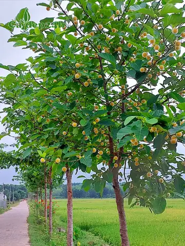 Giá Cây Gáo Vàng Giá Cây Gáo Vàng