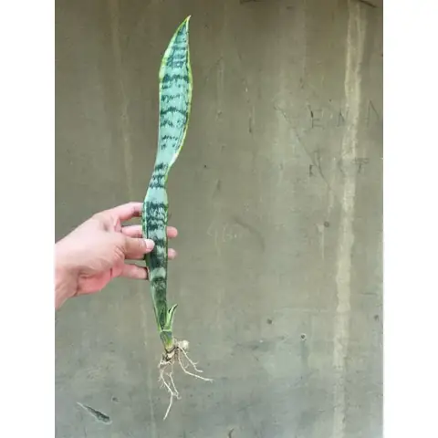 Giá Cây Lưỡi Hổ Viền Vàng