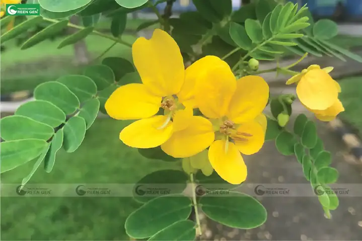 Giá Cây Muồng Vàng