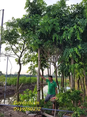 Giá Cây Muồng Vàng