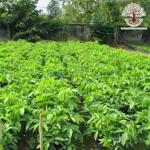 Giá Cây Muồng Vàng
