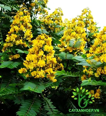 Giá Cây Muồng Vàng
