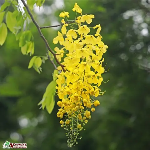 Giá Cây Muồng Vàng