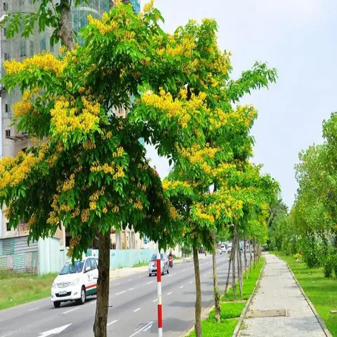 Giá Cây Sưa Vàng Giá Cây Sưa Vàng