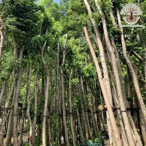 Giá Cây Sưa Vàng Giá Cây Sưa Vàng